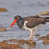 AMERICAN OYSTER CATCHER